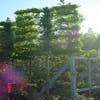 Hainbuche als Leitbaum (Carpinus betulus)