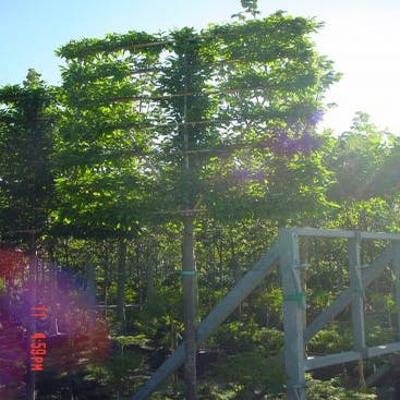 Haagbeuk als leiboom (Carpinus betulus)