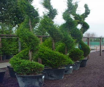 Leylandzypresse als Spirale (Cupressocyparis leylandii 'Castlewellan Gold' )