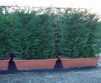 Koniferen-Hecken zum Mitnehmen (Cupressocyparis leylandii)