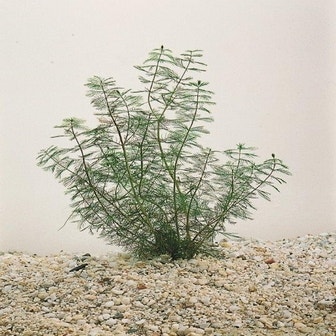 Myriophyllum spicatum