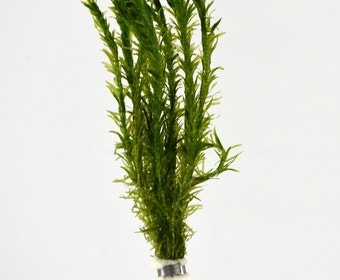 Wasserpest (Elodea densa)