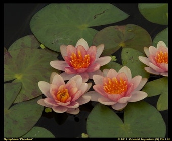 Seerose (Nymphaea phoebus)