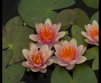 Seerose (Nymphaea phoebus)