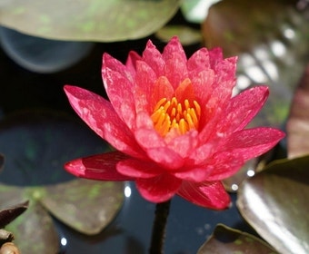 Seerose (Nymphaea Wanvisa)
