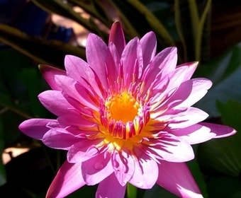 Seerose (Nymphaea 'Praow-pink')