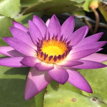 Seerose (Nymphaea 'Ruby')