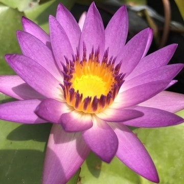 Seerose (Nymphaea 'Ruby')