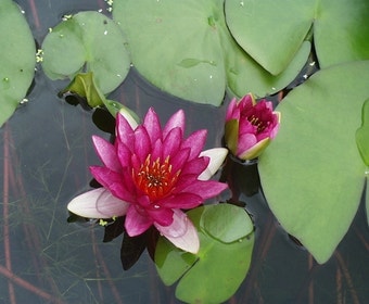 Wasserlilie (Nymphaea 'Ellisiana')