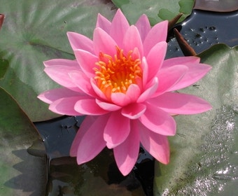 Seerose (Nymphaea 'Perry's Magnificent')