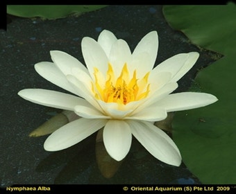 Seerose (Nymphaea 'Virginalis')