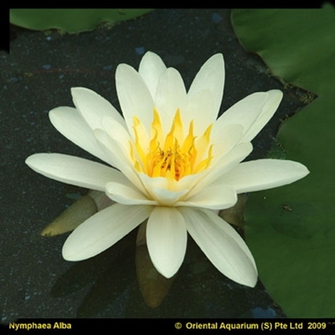 Nymphaea 'Virginalis'