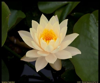 Seerose (Nymphaea 'Clyde Ilkins')
