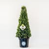 Japanische Stechpalme in Kegelform (Ilex crenata 'Dark Green')