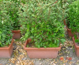 Ölweide Mitnahmehecke (Elaeagnus ebbingei)