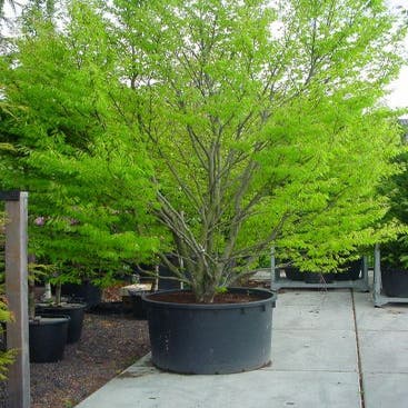 Varenbeuk (Fagus sylvatica 'Aspleniifolia')