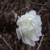 Beberbaum (Magnolia loebneri 'Wildcat')