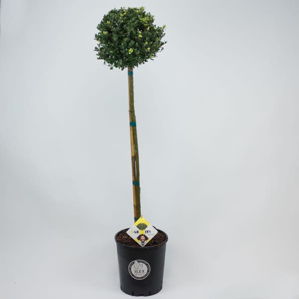 Japanische Stechpalme als Kugel auf Stamm (Ilex crenata 'Dark Green')