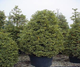 Stechpalme (Ilex aquifolium 'Silver Queen')