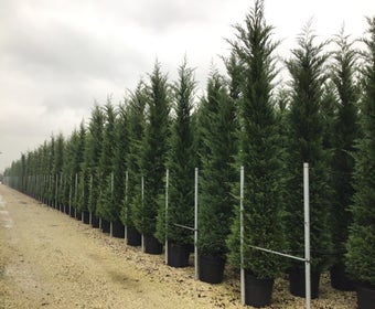 Heckenkonifere (Cupressocyparis leylandii 'Vito')