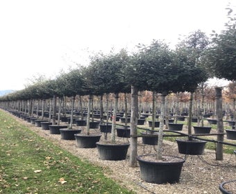 Ölweide als Baum (Elaeagnus ebbingei 'Compacta')