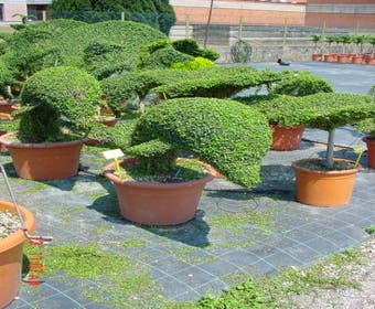Delfin (Ligustrum delavayanum)