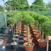Liguster auf Stamm (Ligustrum delavayanum)