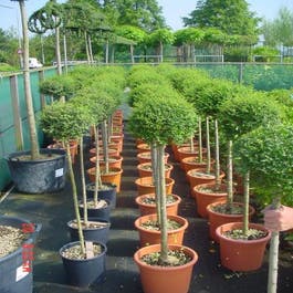 Liguster auf Stamm (Ligustrum delavayanum)
