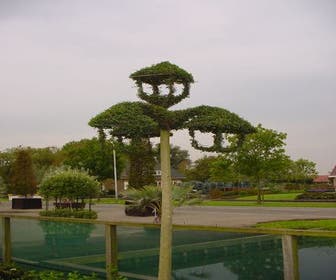 Laternen-Dreifuß (Ligustrum delavayanum)