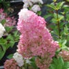 Federhortensie (Hydrangea paniculata 'Sundae Fraise')