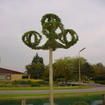 Laternenringe (Ligustrum delavayanum)