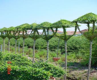 Laterne (Ligustrum delavayanum)