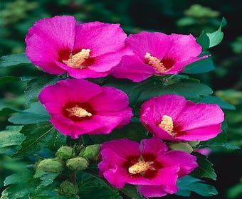 Eibischstrauch (Hibiscus syriacus 'Russian Violet')