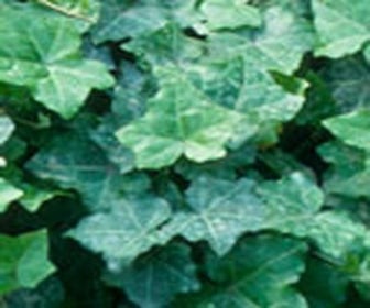 Efeu (Hedera helix 'Thorndale')