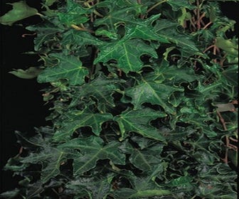 Efeu (Hedera helix 'Ivalace')