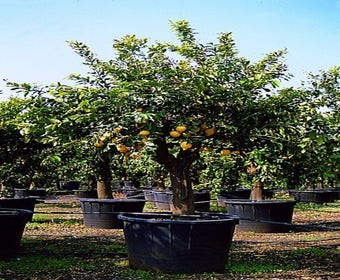 Zitronenbaum (Citrus lemonium)
