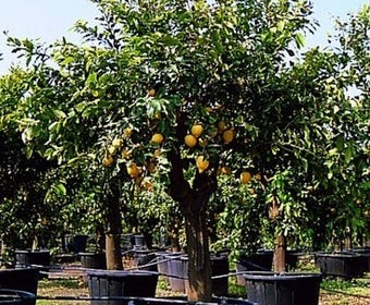 Zitronenbaum (Citrus lemonium)