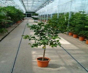 Limette (Citrofortunella Lemon)