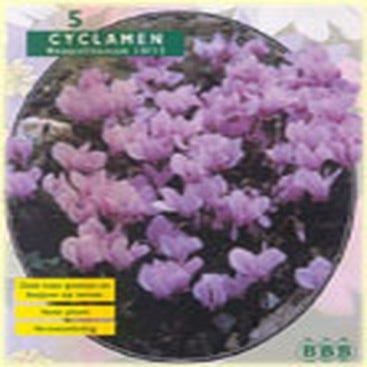 Zyklame (Cyclaam Neapolitanum)