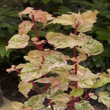 Ahorn (Acer conspicuum 'Silver Cardinal')