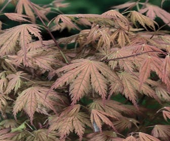 Japanischer Fächerahorn (Acer palmatum 'Ariadne')