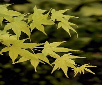 Japanischer Fächerahorn (Acer palmatum 'Aoyagi')