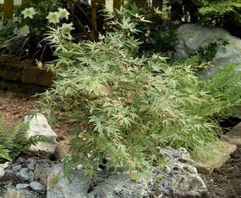 Japanischer Fächerahorn (Acer palmatum 'Beni-shichi-henge')