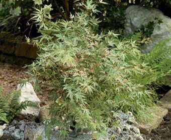 Japanischer Fächerahorn (Acer palmatum 'Beni-shichi-henge')
