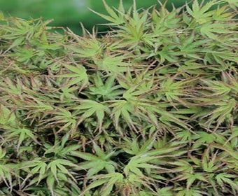 Japanischer Fächerahorn (Acer palmatum 'Kamagata')