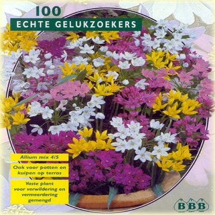 Zierlauch (Allium mix)