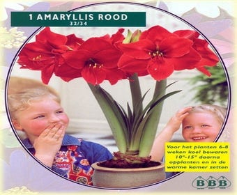 Amaryllis (Amaryllis Hippeastrum, Rot)