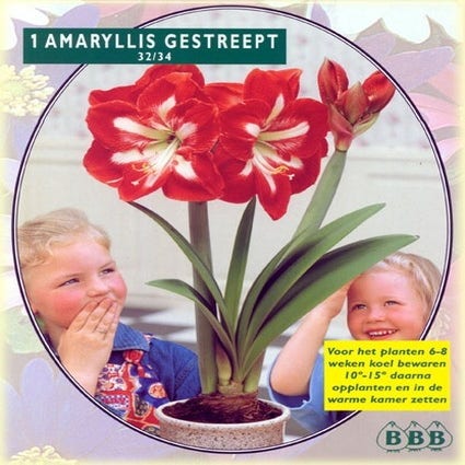 Amaryllis (Amaryllis Hippeastrum, Gestreift)