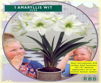 Amaryllis (Amaryllis Hippeastrum, Weiß)