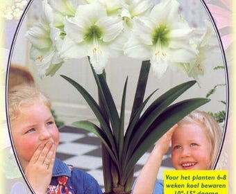 Amaryllis (Amaryllis Hippeastrum, Weiß)